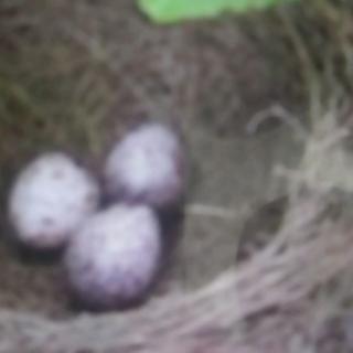 三只鸟蛋