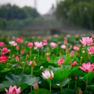 五月之午雨