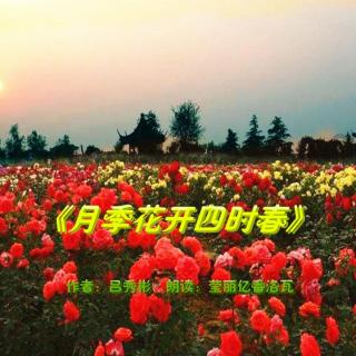 《月季花开四时春》作者：吕秀彬 朗读：莹丽亿番洛瓦