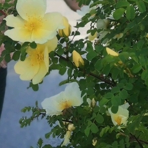 王格源14号 英语