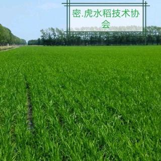 密虎水稻协会.分蘖肥.二遍除草剂的使用
