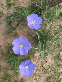 陌上花无数，俱是赏花人 开篇语