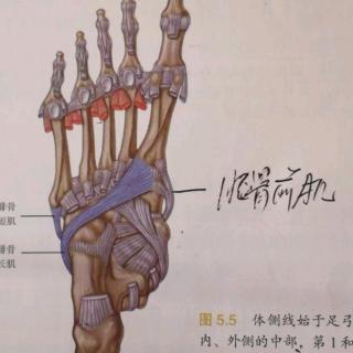 赵战群：急慢性踝关节扭伤的针刀治疗思路