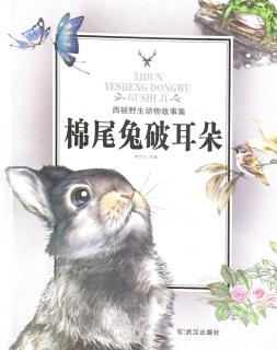 《棉尾兔破耳朵》3西顿野生动物故事集