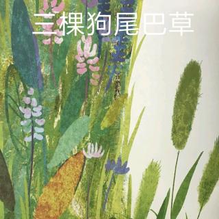 慧慧老师—《三颗狗尾巴草》