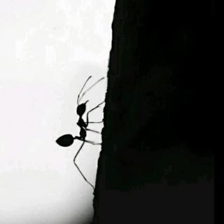 童诗《黑蚂蚁》