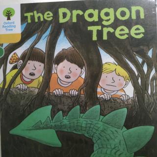 The dragon tree