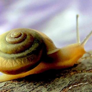 范文《蜗牛为什么背着重重的壳》