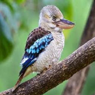 Kookaburr