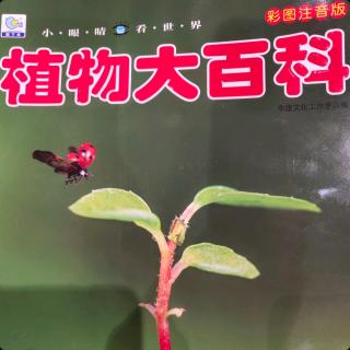 植物大百科