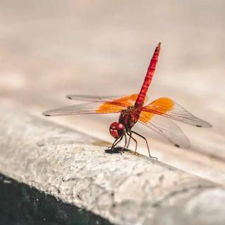 红蜻蜓，你在哪里  作者：应潘
