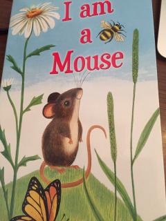 I am a mouse -Tommy