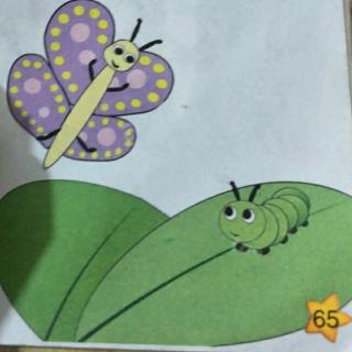 毛虫和蛾子