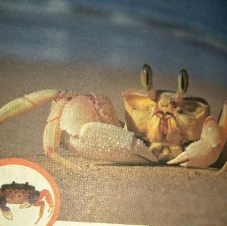 螃蟹为什么横行