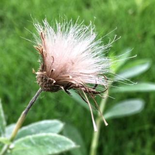 《一颗树的天空》作者周苍林 朗诵离离原上草