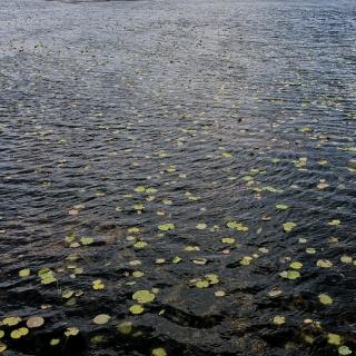 心雨