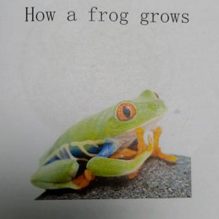 How a frog grows 文本