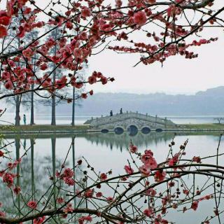 《游东湖梅园小记》文/浩洋 诵/雪花飘飘