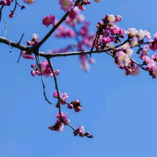 美文朗读《王庭德-回想三月，那个花开的季节》