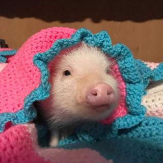 【迪宝教育】睡前故事：《小猪的幸运一天》