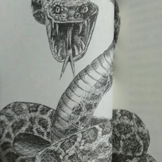 《金蟒蛇》