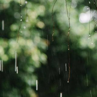 雨后，我看到一对缀满水珠的叶子