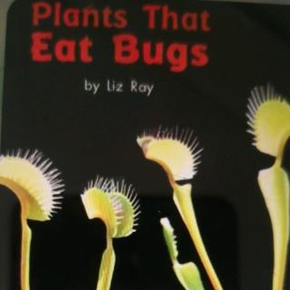 Plants That eat Bug