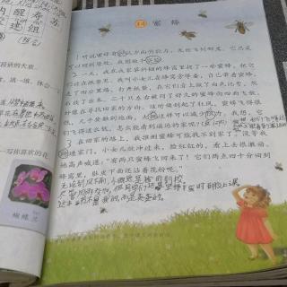 三年级语文.下册   14《蜜蜂》