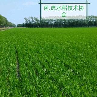 密虎水稻协会：接力肥的作用