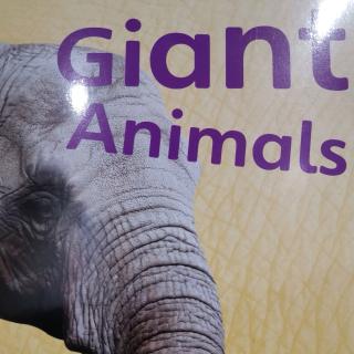 Giant animals