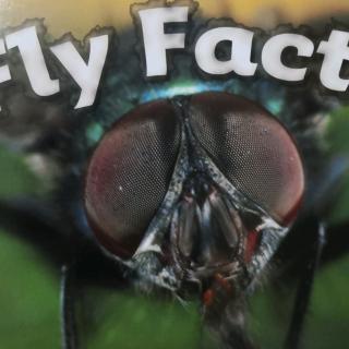 Fly Facts