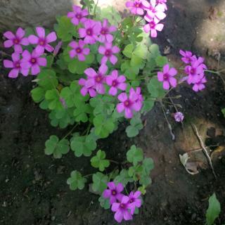 《雨中花韵》《花香》