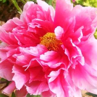 读《小王子》有感