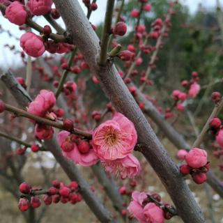 鲁滨逊漂流记第二章荒岛生活第三节振作