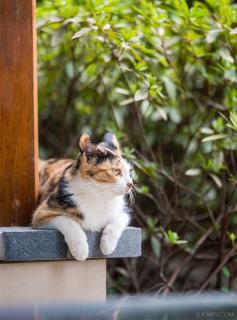 《我是猫·节选》，夏目漱石