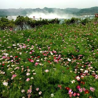 水晶朗读《人生里，我们终将失散》