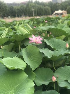 《京瓷哲学》65每天都进行核算