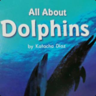 all about dolphins