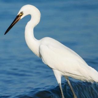 jun-26-elsa19-(smart phonics2 gus the duck - 2)