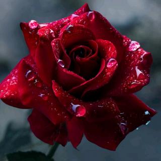 139、《世上最美丽的一朵玫瑰花》