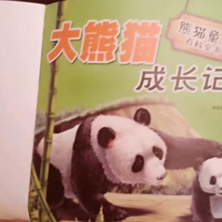 大熊猫成长记6月27日，张.浩岩