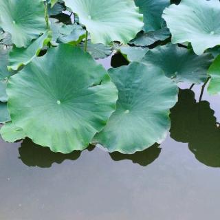 金波童话集《小松鼠和红树叶》