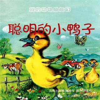 【月亮妈妈粤语儿童故事】聪明的小鸭子新版