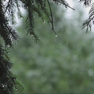 雨从树叶落下，森林中的雨声和舒缓的风  高质量白噪音