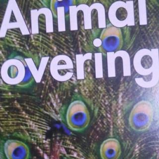 animal coverings