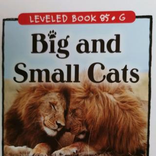 江尚玥—Big and Small Cats