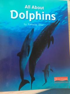 all about dolphins