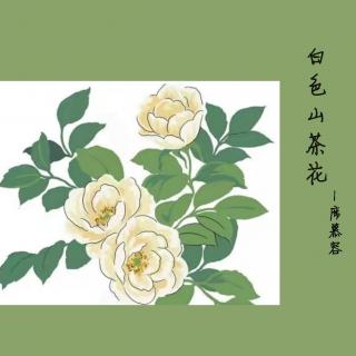 Vol.90 白色山茶花-席慕蓉
