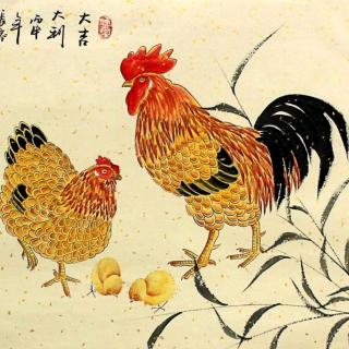 《鸡》作者：孙铂容 朗诵：玫瑰伊人