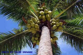 《一棵神奇的椰子树》作者：赵光宇